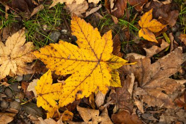 Sonbahar ormanı zemininde canlı sarı akçaağaç yaprağı. Yukarıdan aşağıya bak, kimse yok.