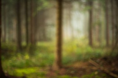 Bulanık, puslu, soyut sonbahar ormanı arka planı. Geniş açı, sisli sahne, arka planda yükselen güneş ışığı, insan yok.