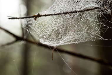 Çam ağacında çiğ kaplı örümcek ağı ya da sonbaharda bir ormanda çam ağacı dalı. Yaklaş, yukarı bak, yüzeysel alan derinliği, insan yok.