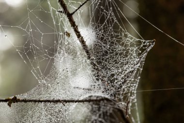 Çam ağacında çiğ kaplı örümcek ağı ya da sonbaharda bir ormanda çam ağacı dalı. Yaklaş, yukarı bak, yüzeysel alan derinliği, insan yok.