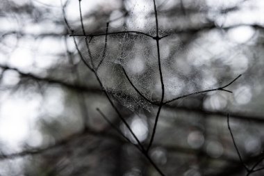 Çam ağacında çiğ kaplı örümcek ağı ya da sonbaharda bir ormanda çam ağacı dalı. Yaklaş, yukarı bak, yüzeysel alan derinliği, insan yok.