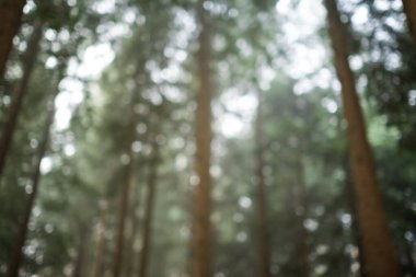 Uzun, yeşil, bulanık çam ağaçları yumuşak odak arka planı. Sisli ya da sisli sonbahar ormanı sahnesi, yukarı bakıyorum, kimse yok.