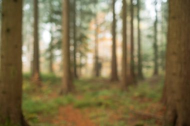 Bulanık, puslu, soyut sonbahar ormanı arka planı. Geniş açı, sisli sahne, arka planda yükselen güneş ışığı, insan yok.