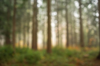 Bulanık, puslu, soyut sonbahar ormanı arka planı. Geniş açı, sisli sahne, arka planda yükselen güneş ışığı, insan yok.