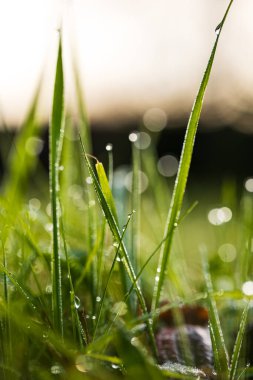 Sonbahar sabahı çiy damlacıklarıyla kaplı yeşil çimen bıçakları. Yaklaş, makro çekim, zemin kat, insan yok.