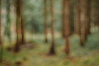 Yumuşak odaklı bulanık orman arka planı ve doymamış renkler. Geniş açı görünümü, insan yok.