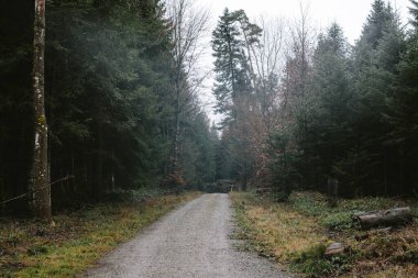 Yoğun bir ormanda kıvrılan çakıl yolu ya da patika yolu. Huysuz, gri, kasvetli kış günü, geniş açı, insan yok.