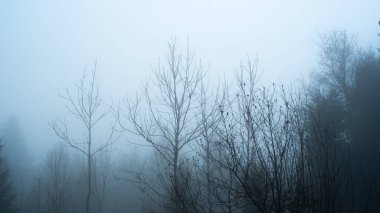 Kederli kış ormanı sahnesi, kalın mavi-gri sislerin içinde duran ağaçların gölgesi, daha uzun yeşil ağaçların esrarengiz arka plana çekilmesiyle. Geniş açı, bakış açısı, insan yok.