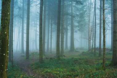 Sonbahar sabahı sisli orman sahnesi. Geniş açı, kalın sis, canlı renkler, karamsar atmosfer, insan yok.