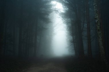 Sonbaharda sisli bir ormanda dar patika. Geniş açı, kalın sis, karamsar renkler ve atmosfer, insan yok.