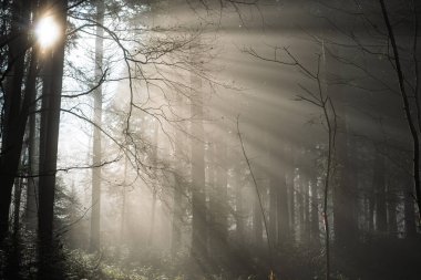 Sisli bir sonbahar orman sahnesini kesen dramatik güneş ışınları. Geniş açı, karamsar atmosfer, insan yok.