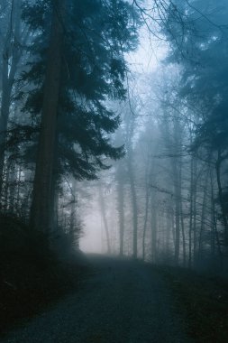 Sonbaharda sisli bir ormanda dar patika. Geniş açı, kalın sis, karamsar renkler ve atmosfer, insan yok.