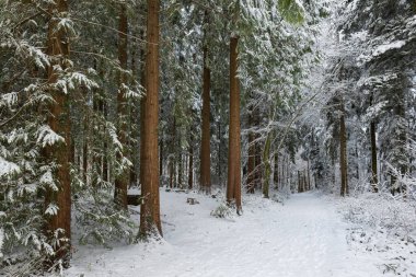 Ağaçlarda taze şov örtüsü olan karlı orman sahnesi. Geniş açı görünümü, insan yok.