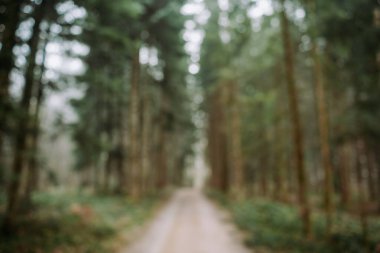 Bokeh röfleleri ve doymamış renklerle bulanık orman arka planı. Geniş açı görünümü, insan yok.