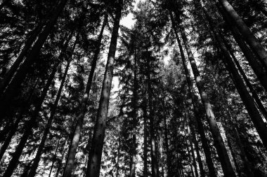 Düşük açılı tek renkli bir çekim yoğun bir orman olan yüksek çam ağaçlarına bakarak karamsar ve dramatik bir arka plan için parlak bir gökyüzüne karşı koyu siluetleri gösterir.