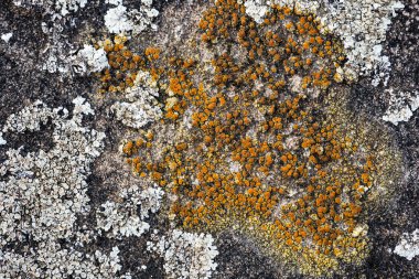 Antik bir taş yüzeyinde doğal yosun ve yosun desenleri. Üstten aşağı, makro çekim, doğal ışık
