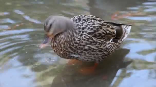Kachna v rybníku — Stock video