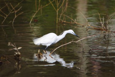 Küçük ak balıkçıl (Egretta garzetta) kuş aile Ardeidae, 