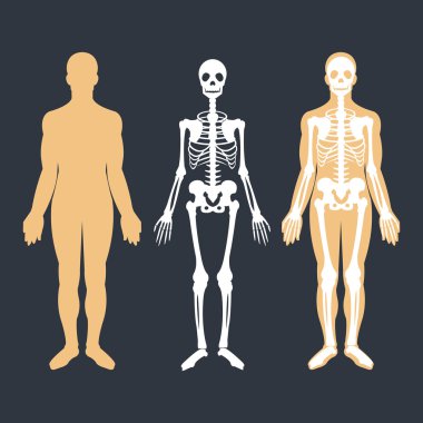 Human body and skeletal system flat illustrations set. Body silhouette, skeleton and bones inside body