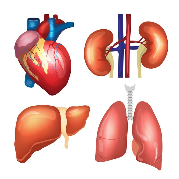 Conjunto de órganos humanos realistas. Corazón, pulmones, riñones, hígado. Ilustración vectorial calidad premium — Vector de stock