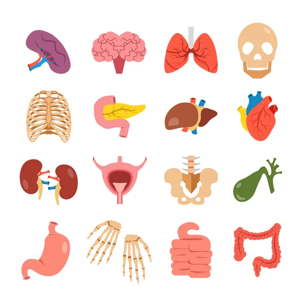 Zestaw ludzkich narządów. Nowoczesne koncepcje. Kości i narządy wewnętrzne wektorowe ikony. Ilustracja kolorowy Płaska konstrukcja — Wektor stockowy