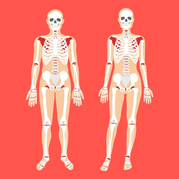 Human anatomy and skeletal system. Female and male bodies and skeletons. Modern concepts. Flat style design vector illustration — Stock Illustration Human anatomy and skeletal system. Female and male bodies and skeletons. Modern concepts. Flat style design vector illustration Stock Illustration