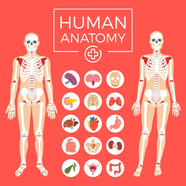 Human anatomy. Man and woman body, skeletal system, internal organs icons set. Flat graphic design elements set. Modern vector illustration — Stock Illustration Human anatomy. Man and woman body, skeletal system, internal organs icons set. Flat graphic design elements set. Modern vector illustration Vector Graphics