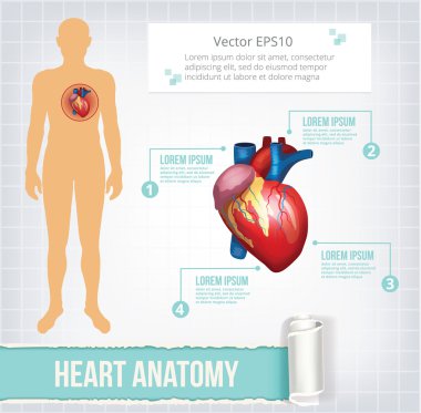 Vektör kalp infographics afiş çizim