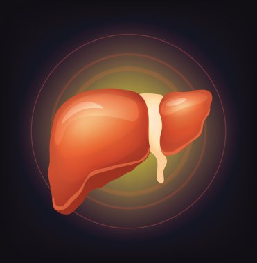 Vektör gerçekçi karaciğer çizim