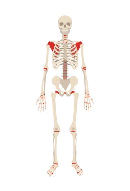 Vector skeleton flat illustration clipart