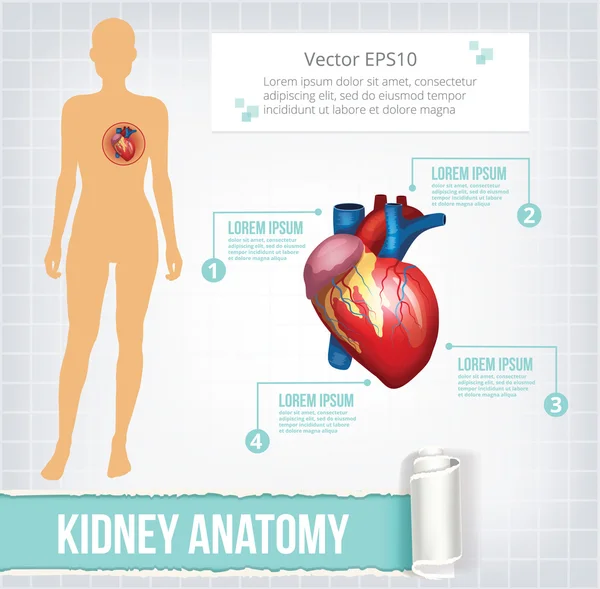 Vektör kalp infographics afiş çizim — Stok Vektör