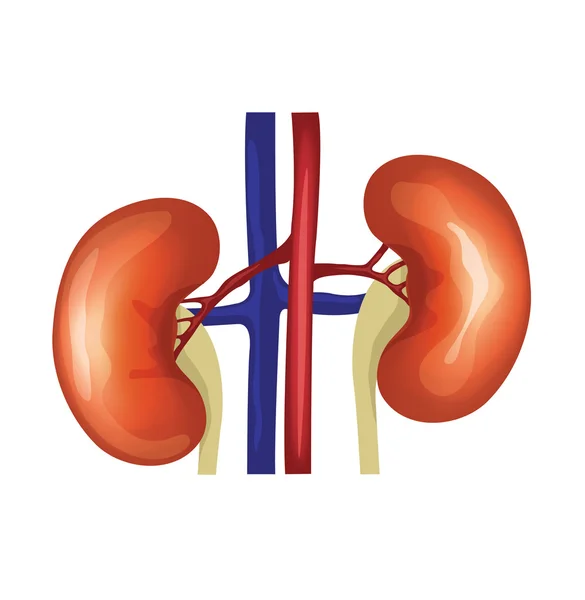 Vector kidneys illustration — Stock Vector