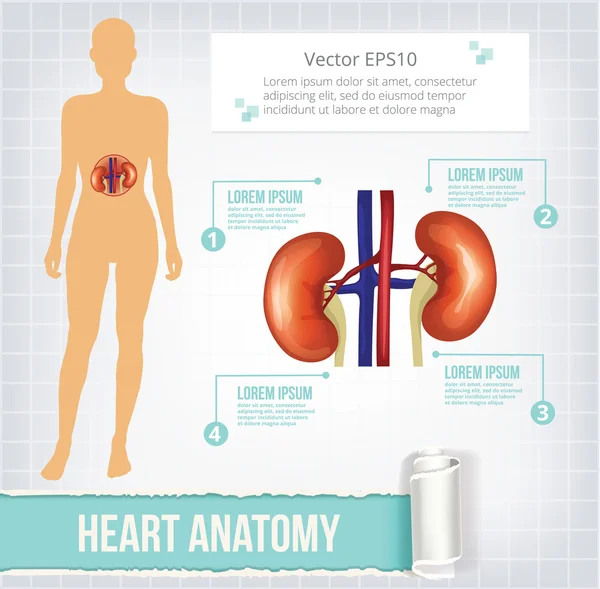 Vector kidneys infographics banner illustration — Stock Vector