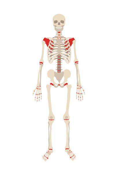 Vector skeleton flat illustration