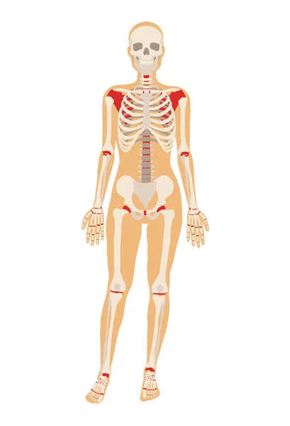 Женский скелет. Векторная плоская иллюстрация — стоковый вектор