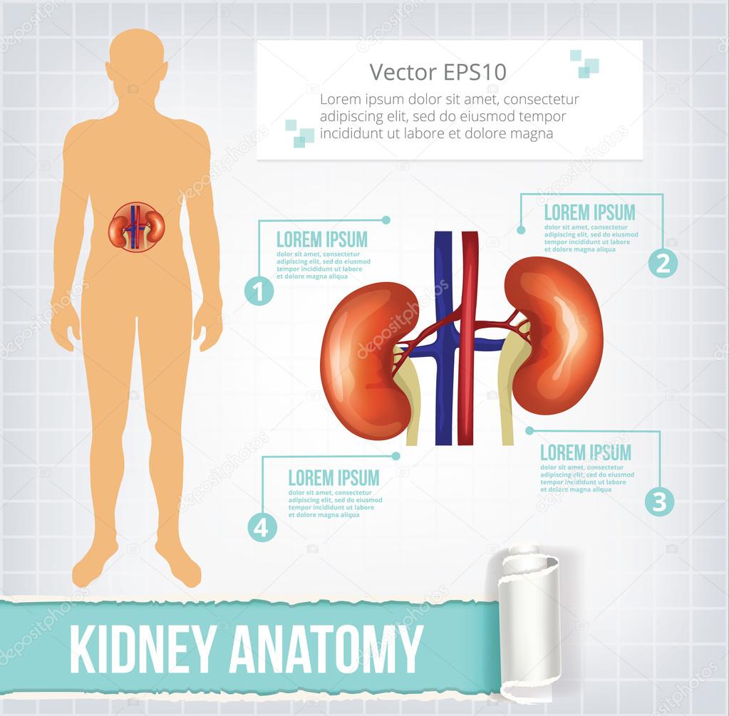 Vector kidneys infographics banner illustration
