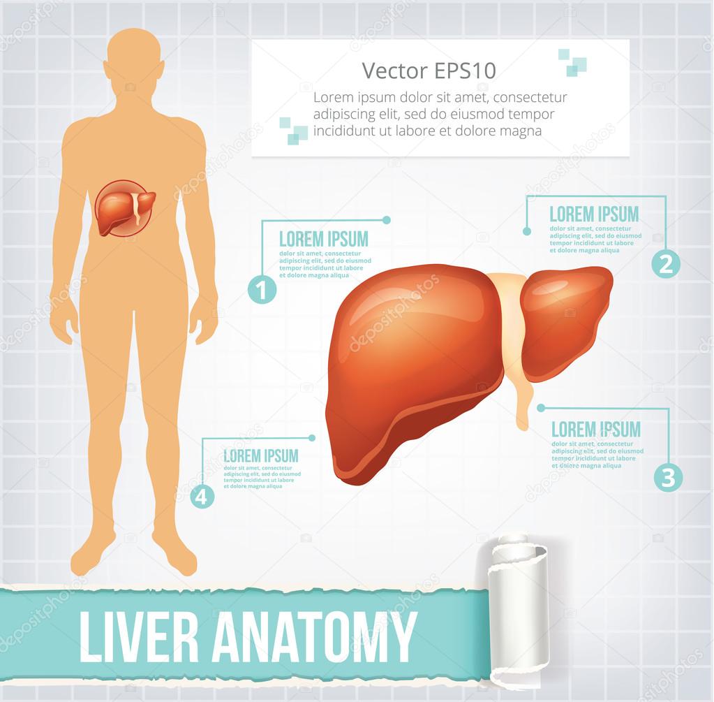 Vector liver infographics banner illustration