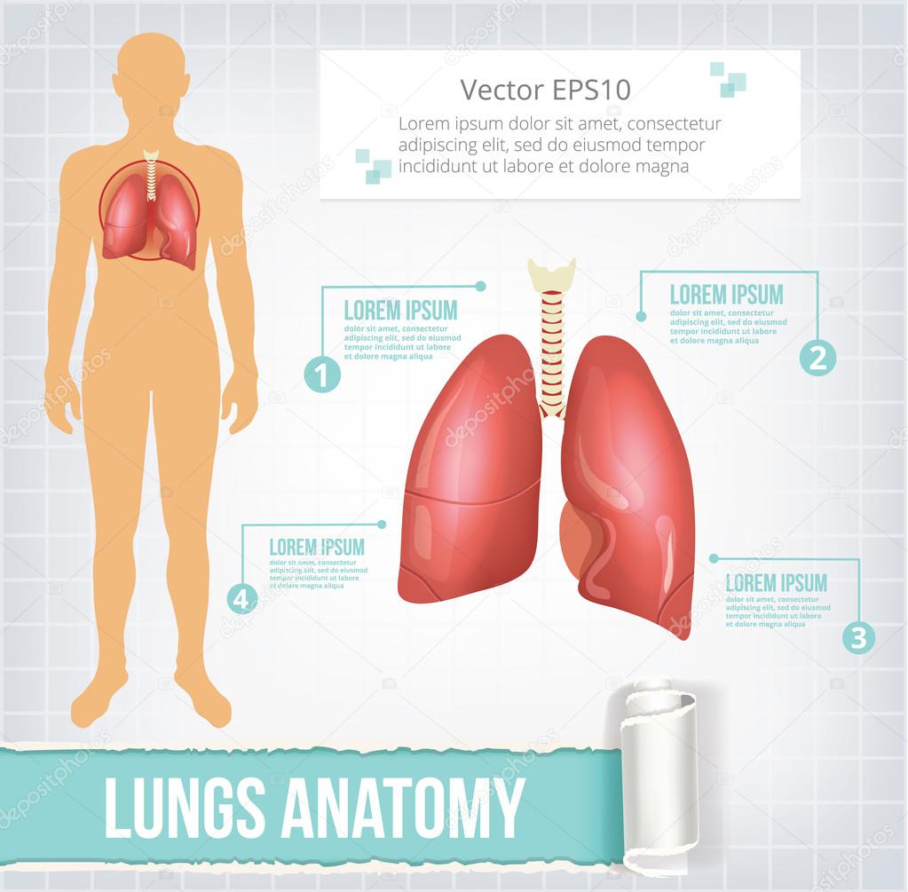 Vector lungs infographics banner illustration