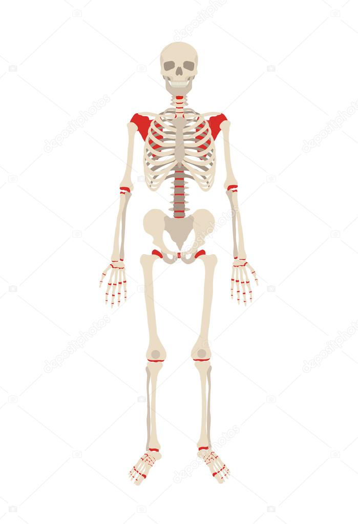 Vector skeleton flat illustration