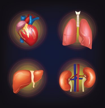 Vektör iç organ set