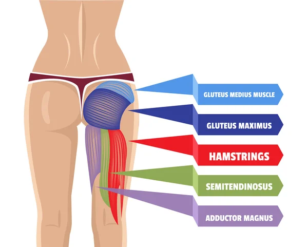 Vectorillustratie Gluteus Maximus — Stockvector