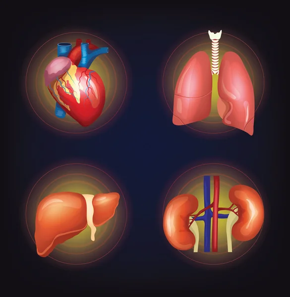 Vector conjunto de órganos internos — Archivo Imágenes Vectoriales