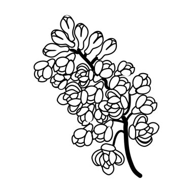 Yıldız Çiçeği El Çizimi. Vektör Tasarımı İllüstrasyon İşareti Logosu.