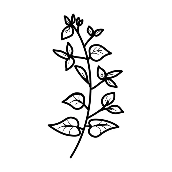 Bougainvillea Floral Hand Gezeichnet Vektor Design Illustration Zeichen Logo — Stockvektor