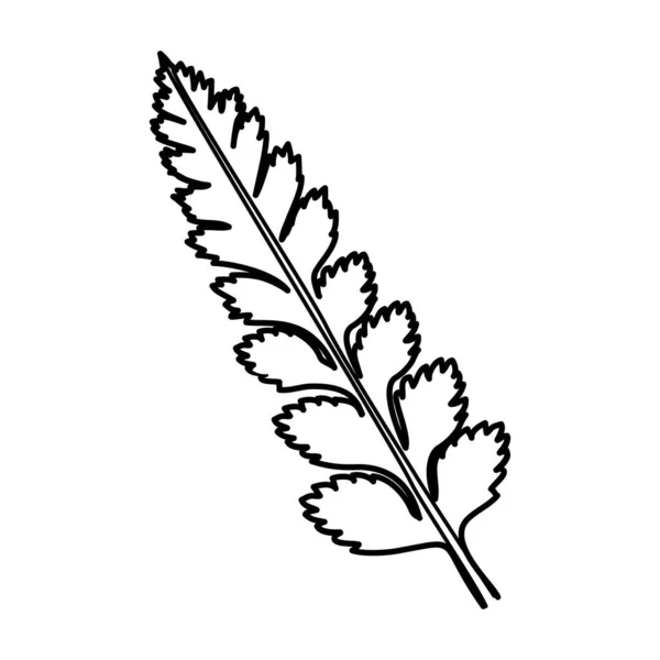 Chrysantheme Floral Hand Gezeichnet Vektor Design Illustration Zeichen Logo — Stockvektor