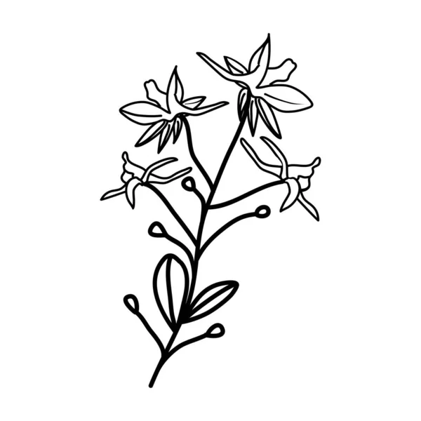 Lerchensporn Floral Hand Gezeichnet Vektor Design Illustration Zeichen Logo — Stockvektor