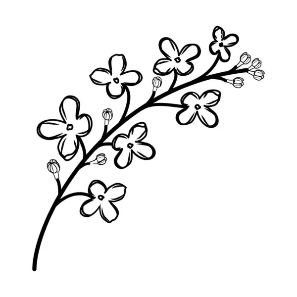 Flieder Floral Hand Gezeichnet Vektor Design Illustration Zeichen Logo — Stockvektor
