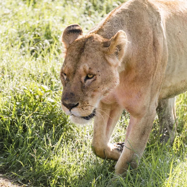 dişi aslan üzerinde sinsi sinsi