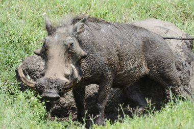 Warthog In The Ngorongoro Crater clipart