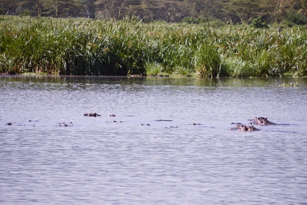 Suaygırları gölet